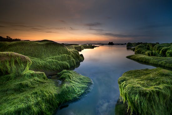 Natural Renewals Sea Moss Gel: Unleashing Nature's Nutrient Powerhouse