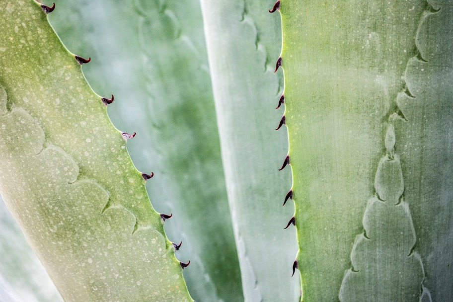 DIY Amazing Aloe Face Mask