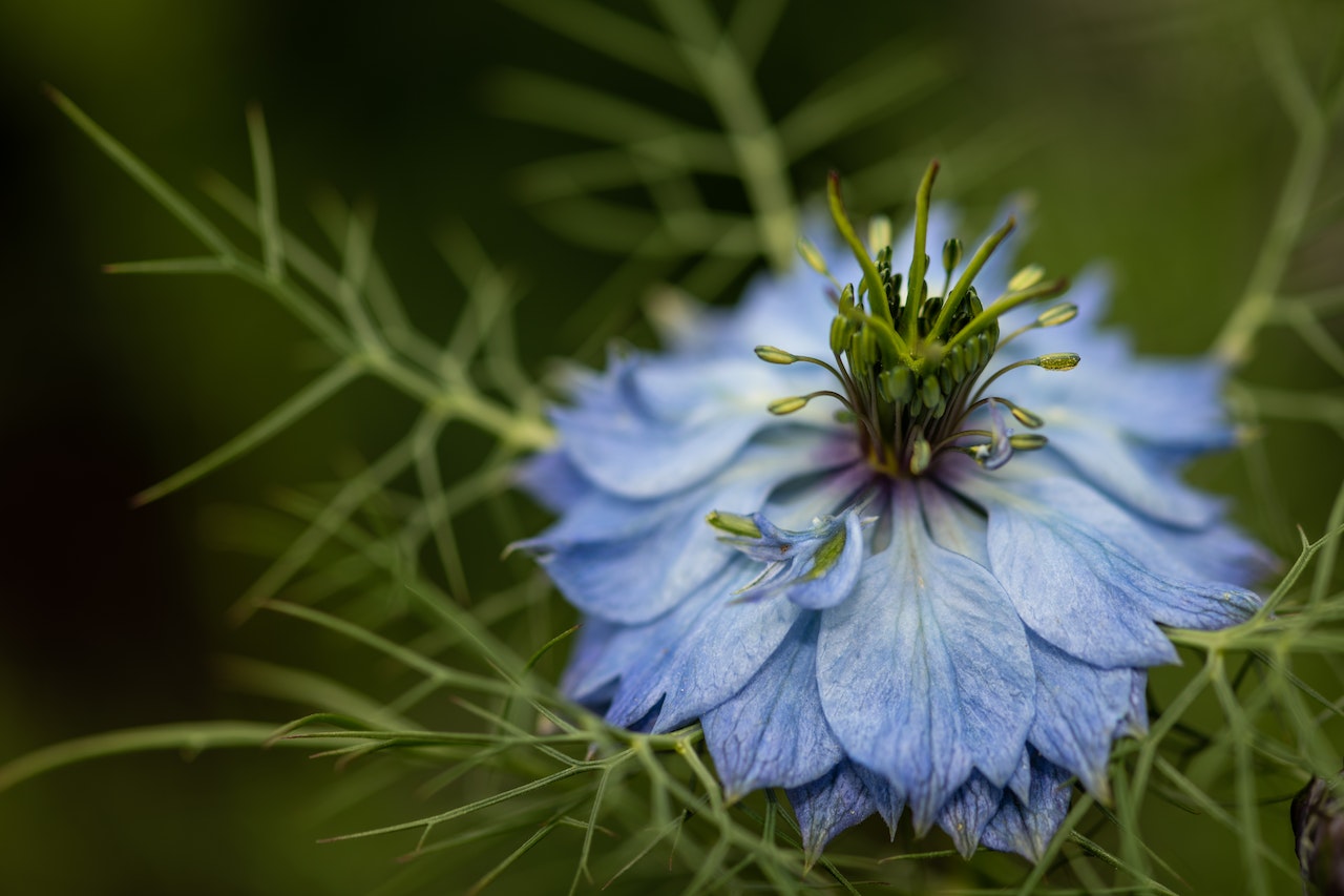 Black Seed Oil – Supplement Spotlight