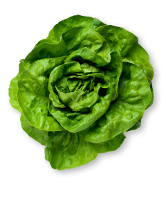 Organic Butter Lettuce Each