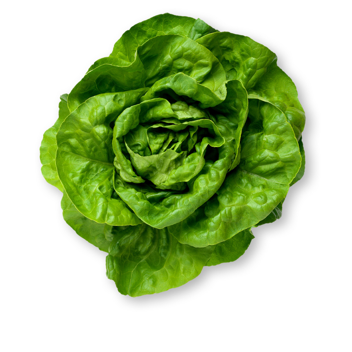 Organic Butter Lettuce Each
